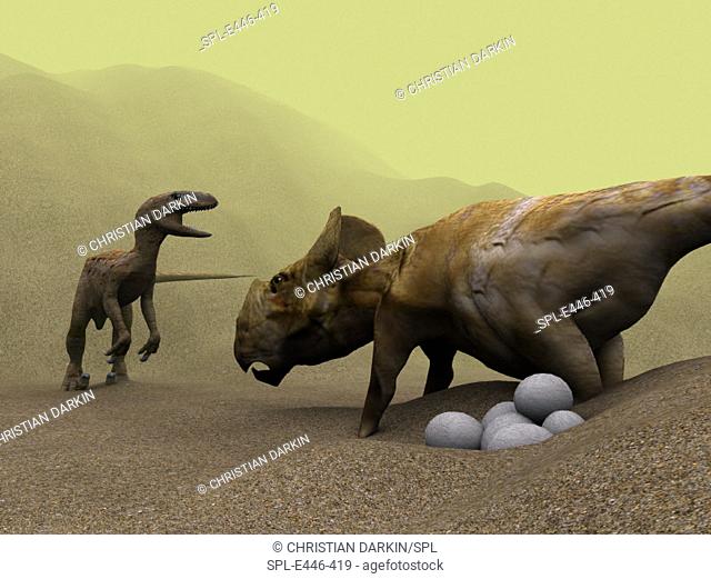 Protoceratops dinosaur (right) defending its  nest against  a raptor  dinosaur,  computer artwork.  A clutch of eggs is at lower  right