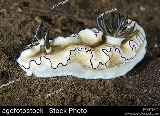 Black-margined Nudibranch (Doriprismatica atromarginata), night dive, Seraya Secrets dive site, Seraya, Karangasem, Bali, Indonesia, Indian Ocean
