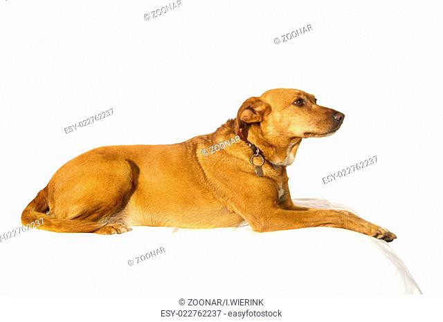 Cross breed dog