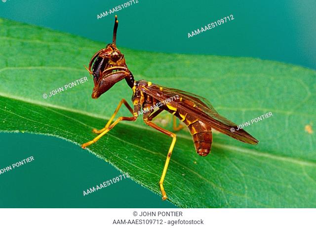 Mantidfly or Mantisfly (Climaciella brunnea), Washington Co., NY