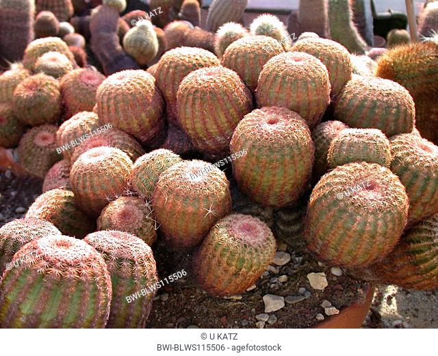 hedgehog cactus Echinocereus pectinatus., potted plant