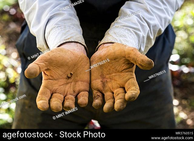 Close up of farmer's working hands covered in red soil