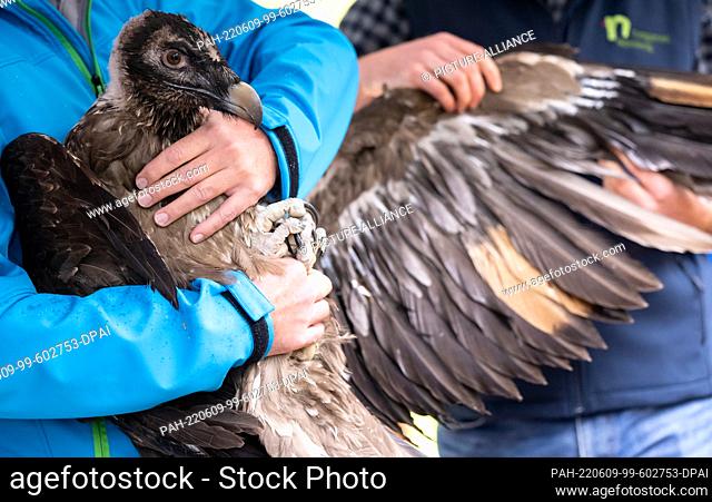 09 June 2022, Bavaria, Ramsau Bei Berchtesgaden: A staff member at Berchtesgaden National Park shows the female bearded vulture Dagmar before her release into...