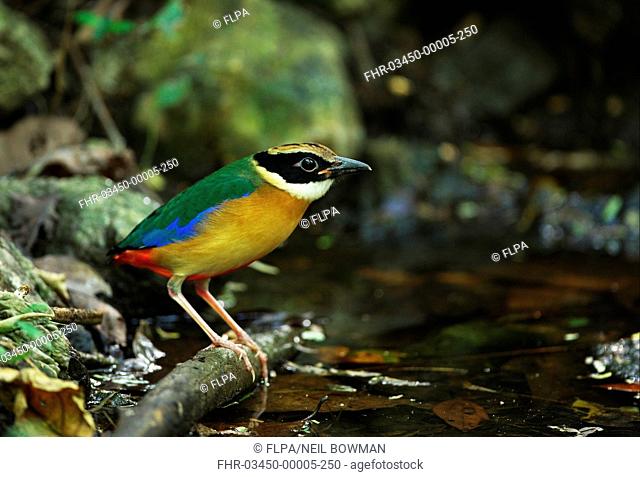 Blue-winged Pitta Pitta moluccensis immature, first winter plumage, standing at forest pool, Kaeng Krachan N P , Thailand, november