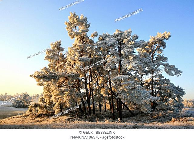 Scots Pine Pinus sylvestris - Kootwijkerzand, Veluwe, Guelders, The Netherlands, Holland, Europe