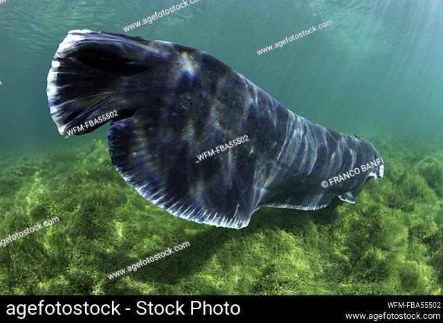 Wels Catfish, Silurus glanis, Lake Neuchatel, Switzerland
