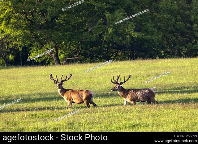 Deer grazing early in morning, Ceske Stredohori, Northern Bohemia, Czech Republic