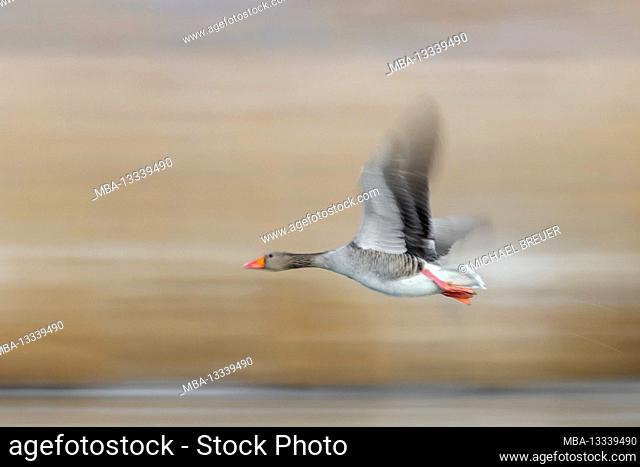 Greylag goose (Anser anser) flies over a pond, March, Hesse, Germany