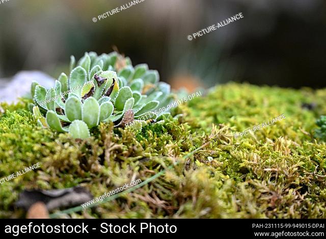 09 November 2023, Baden-Württemberg, Lenningen: The rare saxifrage plant grows in a protected section of a forest in the Swabian Alb near Lenningen