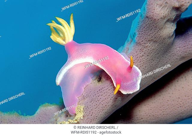 nudibranch sea slug two sea slugs, Hypselodoris bullockii, Pacific ocean Borneo Lankayan, Malaysia