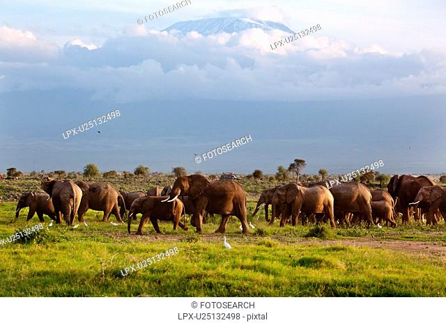 action, African, Kilimanjaro, Kenya, Amboseli, activity, Africa
