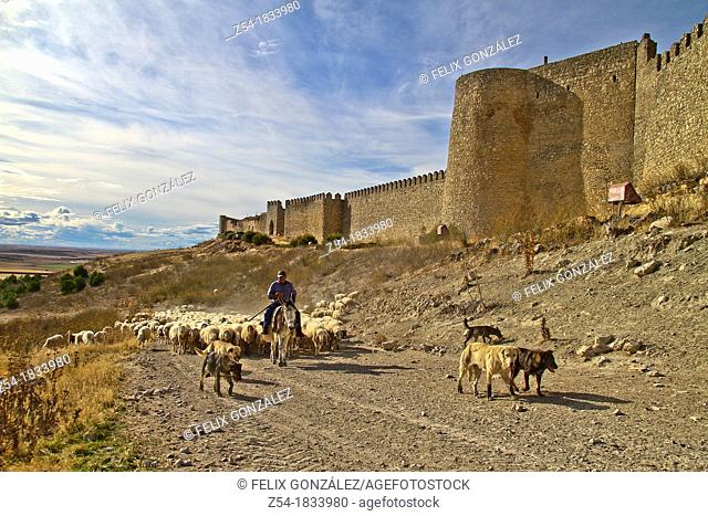 Flock sheep, dogs, and Shepherd riding a donkey , near castle wall Urueña, Castile and León, Spain