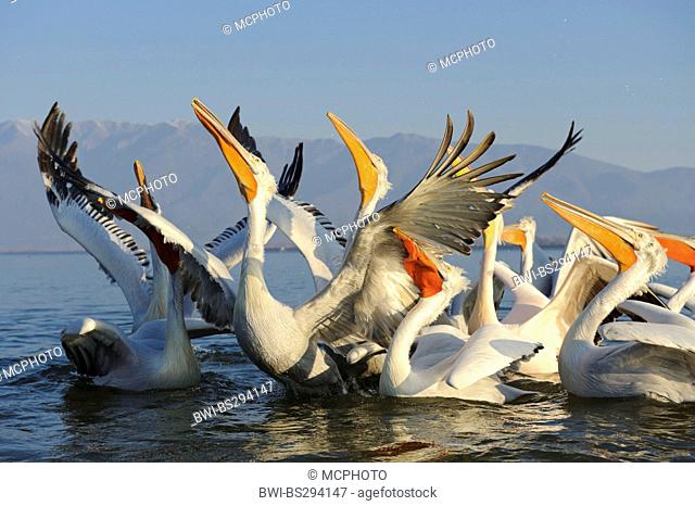 Dalmatian pelican (Pelecanus crispus), swimming group looking up, is fed, Greece, Macedonia, Kerkini Lake