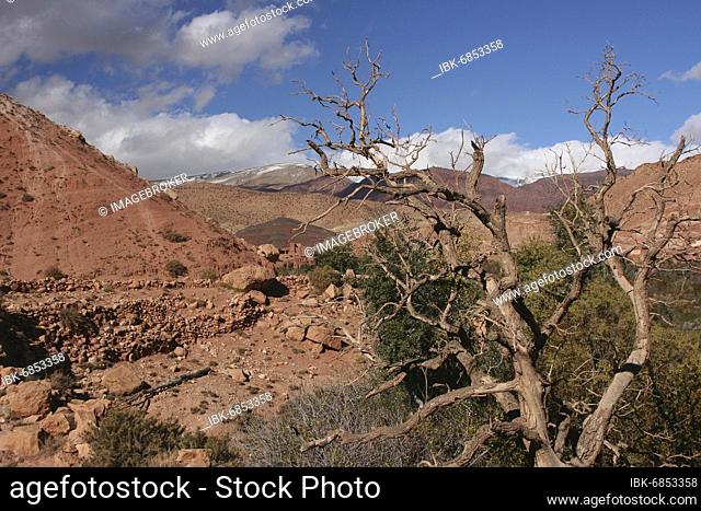 On the slope to Telouet, High Atlas, Morocco, Africa