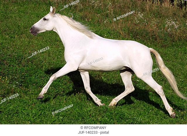 lusitano horse - trotting on meadow