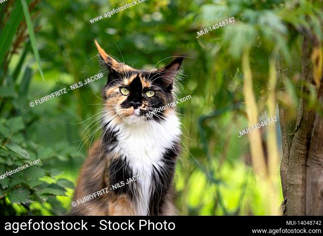 portrait of a beautiful calico tricolor maine coon cat outdoors in green nature with plants looking at camera