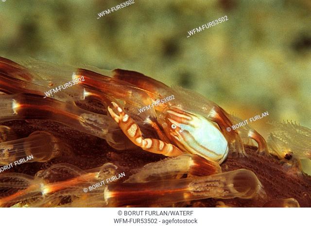 Porcelain Crab on Sea Pen, Porcellanella triloba, Puerto Galera, Mindoro Island, Philippines