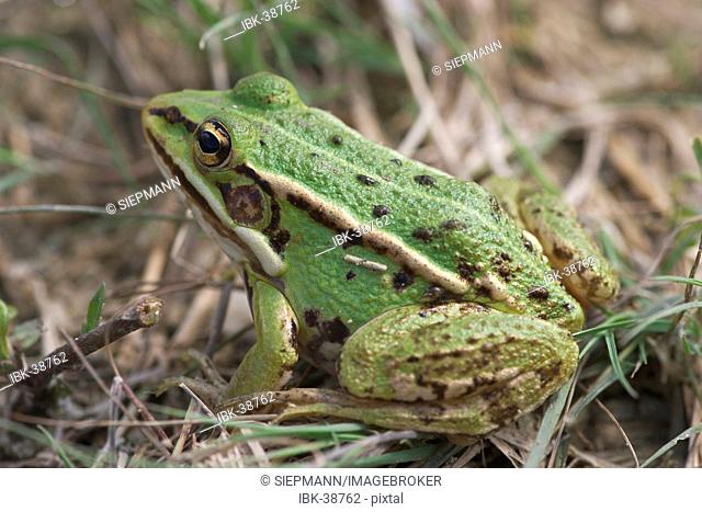 Water frog, common European frog ( Rana esculenta )