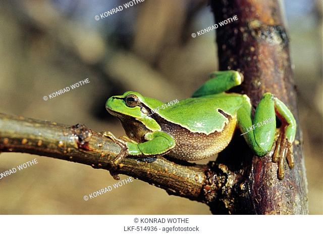 Tree Frog, Hyla arborea, Austria