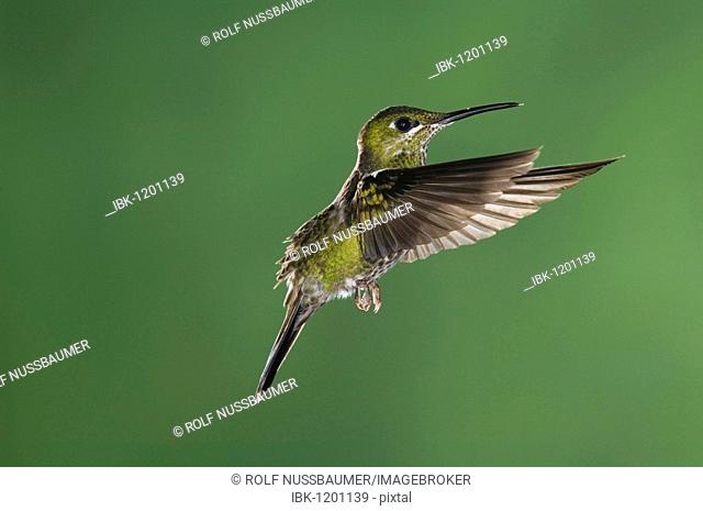 Green-crowned Brilliant (Heliodoxa jacula), female in flight, Central Valley, Costa Rica, Central America