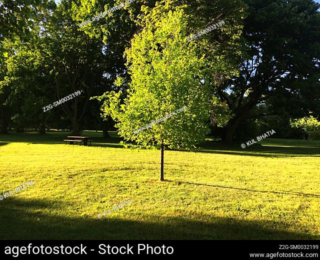 One stands out. A young tree bathed in warm glow against the backdrop of mature trees in a park, Ontario, Canada