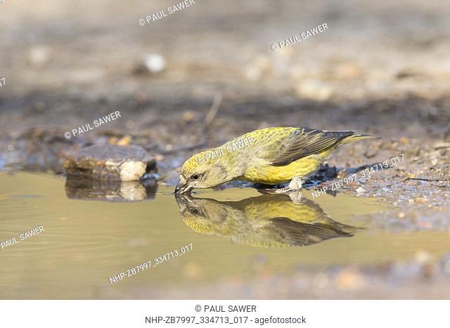 Common Crossbill (Loxia curvirostra) adult female standing at edge of puddle, drinking with reflection, Suffolk, England, April