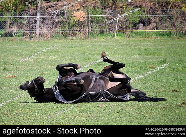 16 April 2022, Saxony-Anhalt, Kathendorf: A horse rolls on the grass and lies on its back for a moment. Photo: Soeren Stache/dpa