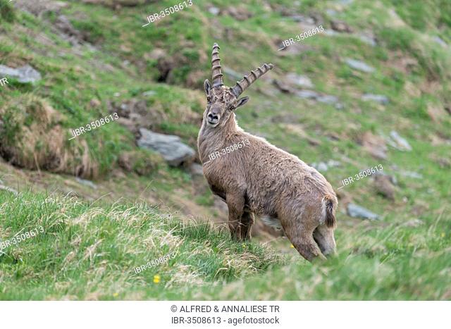 Alpine Ibex (Capra ibex), buck