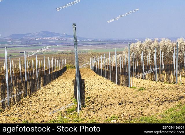 spring vineyard near Velke Bilovice, Southern Moravia