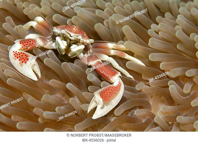 Porcelain crab (Neopetrolisthes maculatus) on sea anemone (Actiniaria), Palawan, Mimaropa, Sulu lake, Pacific Ocean, Philippines