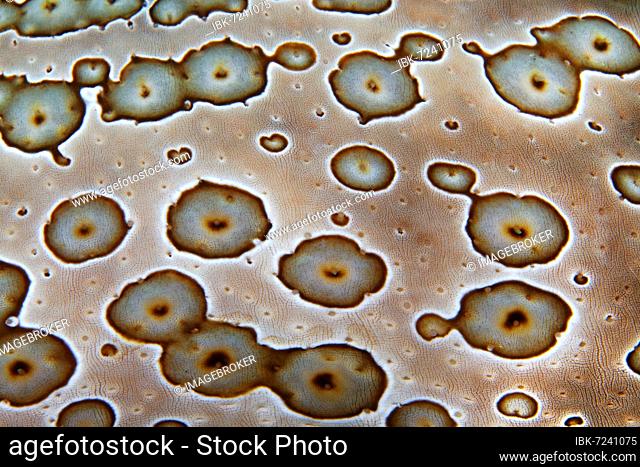 Detail, skin surface of leopard sea cucumber (Bohadschia argus), Banda Sea, Pacific Ocean, Saparua, Island, Moluccas, Indonesia, Asia