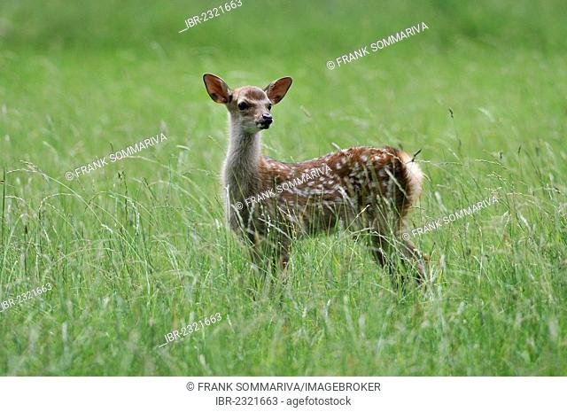 Sika deer or Japanese deer (Cervus nippon), fawn, game reserve, Bavaria, Germany, Europe