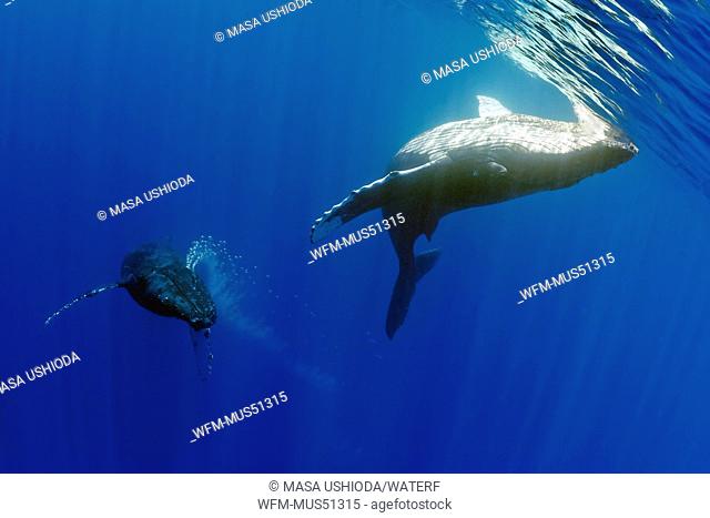 Humpback Whale displaying Courtship, Male blowing Bubbles, Megaptera novaeangliae, Pacific Ocean, Hawaii, USA
