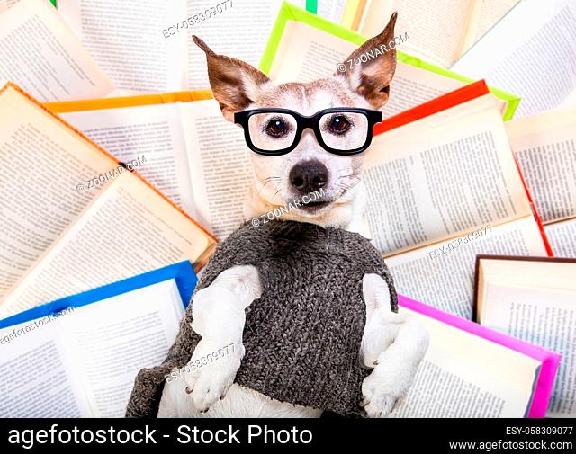 jack russell dog reading a book with nerd glasses, looking smart and intelligent, lying on books