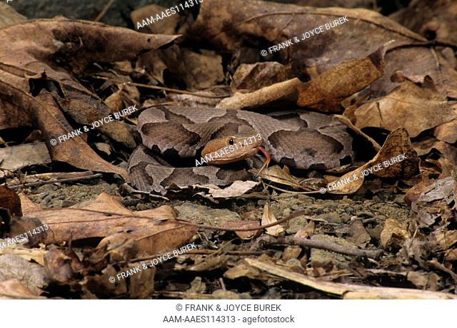 Southern Copperhead (Agkistrodon contortrix contortrix) United States IC
