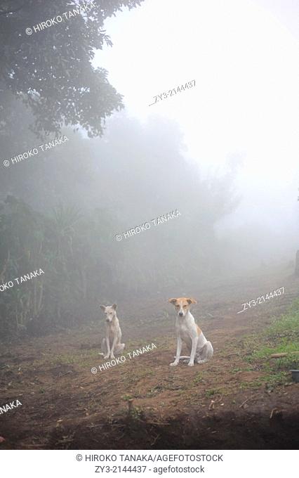 Two dogs, Agua Escondida, Solola, Guatemala