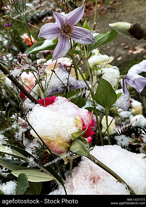 Flowers in the snow, frozen