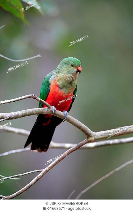 Australian King Parrot (Alisterus scapularis), female adult on tree, Broulee, New South Wales, Australia