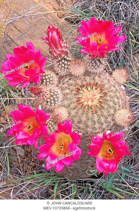 Rainbow Cactus in bloom (Echinocereus pectinatus)