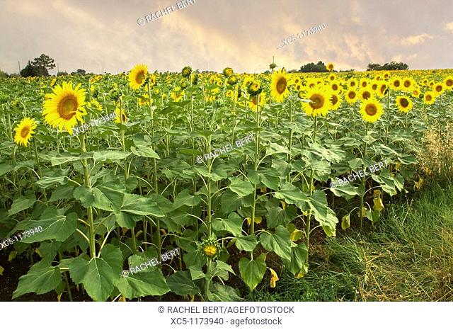 Sunflowers, Colle Val d'Elsa landscape, Siena, Tuscany, italy