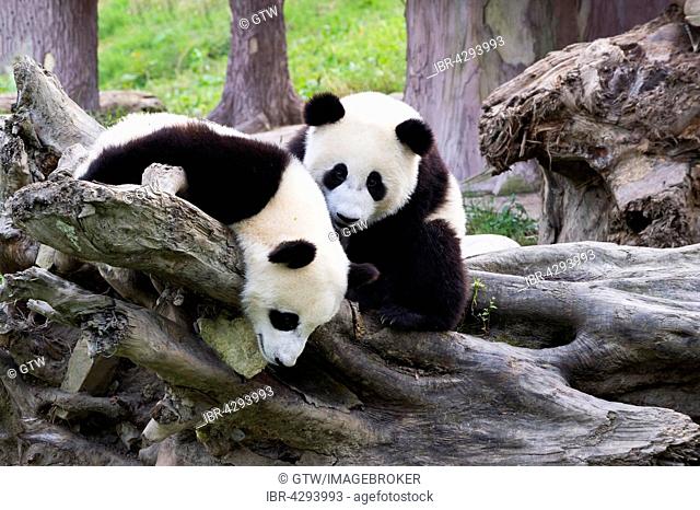 Two Giant Pandas (Ailuropoda melanoleuca), two years, China Conservation and Research Centre for the Giant Panda, Chengdu, Sichuan, China