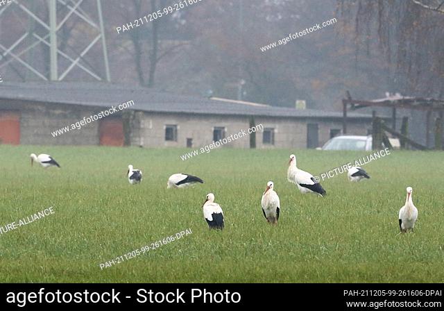 25 November 2021, North Rhine-Westphalia, Spellen: White storks forage in a meadow on the Lower Rhine. Actually, the birds spend the winter in warmer regions -...