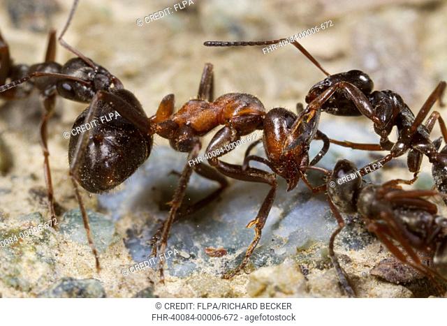 Wood Ant (Formica lemani) adult workers, attacking Hairy Wood Ant (Formica lugubis) adult worker, Shropshire, England, April