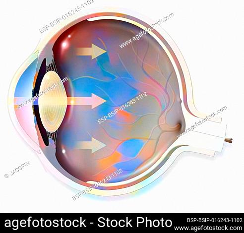 Anatomy of the eye whose arrows represent light and revealing the lens, retina, cornea, iris, choroid