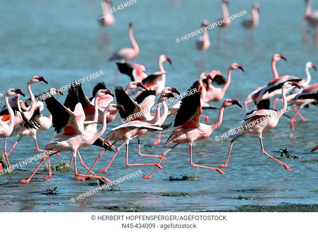 Lesser flamingos (Phoenicopterus minor) Ngorongoro crater and lake Magadi