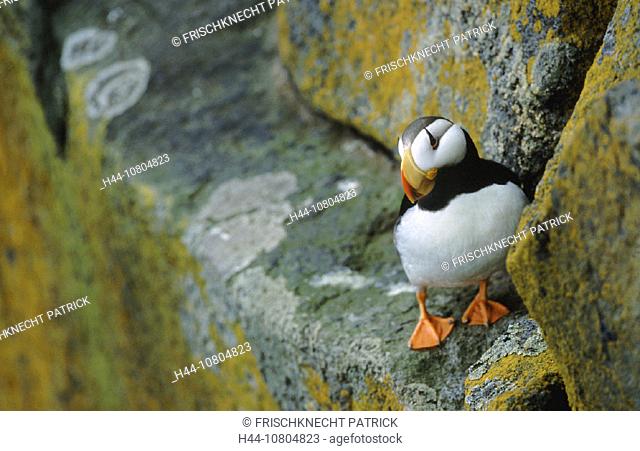 Alaska, animal, animals, bird, birds, cliff, coast, cliff wall, coast, Fratercula corniculata, Horned Puffin, Hornlu