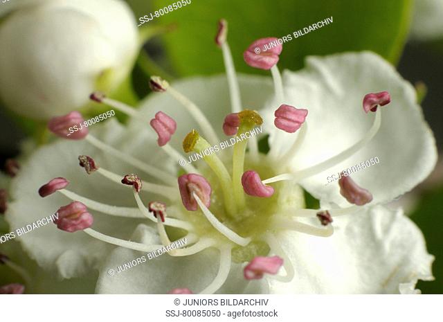 DEU, 2009: Midland Hawthorn (Crataegus laevigata), close-up of flower