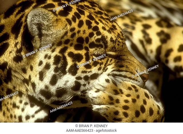 Jaguar grooming (Panthera onca, formerly Felis onca) Mexico, range = US (AZ, CA, LA, NM, TX), Mexico, Central & South America