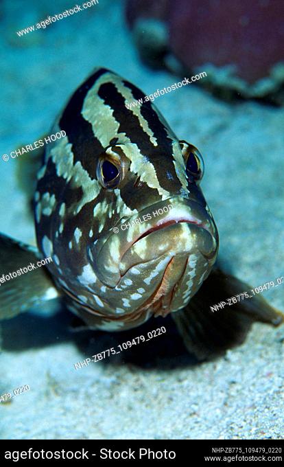 Nassau grouper  Date: 25/09/2003  Ref: ZB775-109479-0220  COMPULSORY CREDIT: Oceans Image/Photoshot