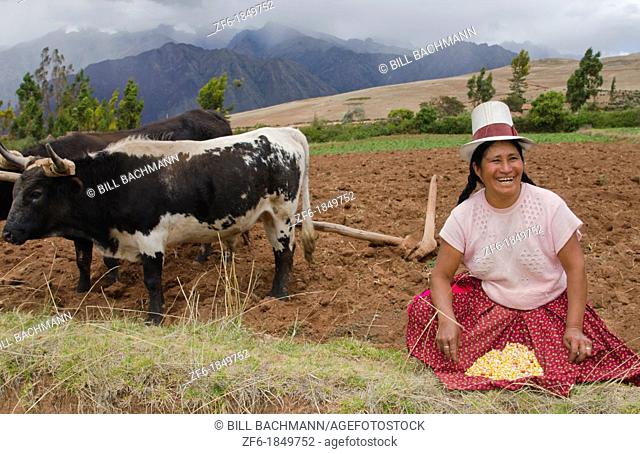Farming images of traditional woman with corn wotking with oxen on farm in small town of Chinchero Peru South America